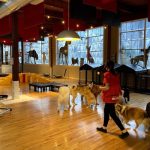 Safeguarding Your House: Efficient Methods for Possum Pest Control