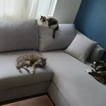 pet friendly sectional