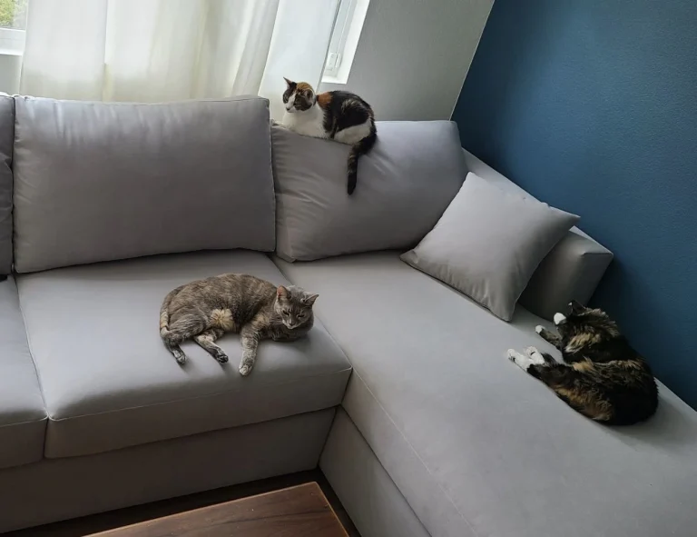 pet friendly sectional